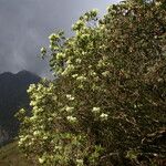 Rhododendron campylocarpum ശീലം