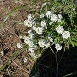 Lobularia maritimaFlor