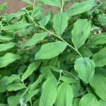 Polygonatum latifolium Deilen