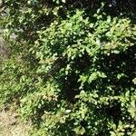 Viburnum tinus عادت داشتن