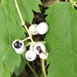 Actaea rubra फल