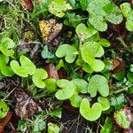 Petasites pyrenaicus Blatt