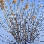 Hydrangea arborescens 樹皮