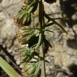 Artemisia chamaemelifolia Vrucht