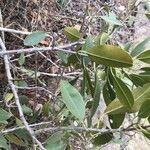 Rhamnus integrifolia Foglia