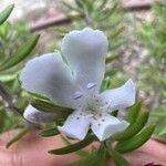 Westringia fruticosa Flower