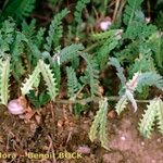 Astragalus pelecinus Sonstige