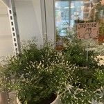 Jasminum polyanthum 花