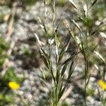 Avenula pubescens Flower