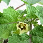 Physalis pruinosa Flower