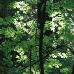 Acer macrophyllum Folha