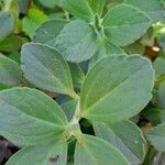 Coleus neochilus Leaf