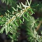 Erica erigena Folha