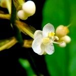 Pollia japonica Fiore