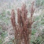 Andropogon bicornis Fruit