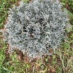 Lavandula latifolia Blatt