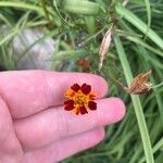 Tagetes tenuifolia Blüte