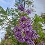 Jacaranda mimosifoliaപുഷ്പം