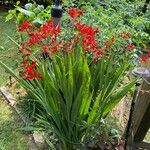 Crocosmia paniculata عادت داشتن