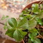 Stevia rebaudianaYaprak