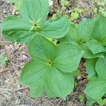 Paris quadrifolia Leaf