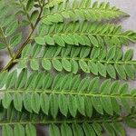 Jacaranda mimosifolia 叶