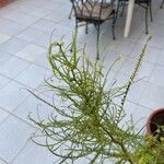 Parkinsonia aculeataপাতা