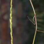 Lolium rigidum Leaf