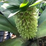 Eucomis humilis