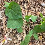 Ipomoea obscura葉