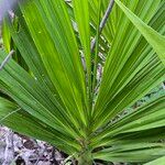Cyrtopodium andersonii Yaprak
