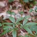 Panax trifolius Hábitos