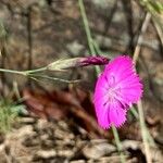 Dianthus graniticus Flower
