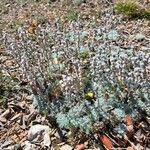Artemisia pedemontana Hábito