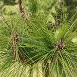 Pinus leiophylla Blatt