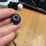 Vaccinium myrtillusFruit