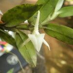 Angraecum angustipetalum Blüte
