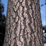 Pinus ponderosa Bark