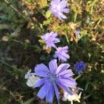 Cichorium intybus花