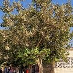 Ficus cordata Hábito