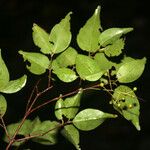 Myrcia multiflora Plod