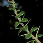 Rhaphithamnus spinosus Corteza