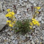 Erysimum ochroleucum Hábito