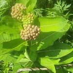 Asclepias syriacaFlower