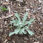 Artemisia absinthium Листок