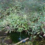 Sonchus maritimus Habitatea