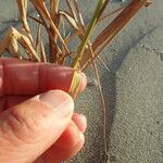 Phragmites karka Flower