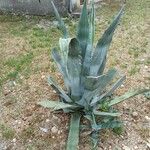 Agave americanaLeht