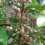 Trichilia monadelpha Fruit