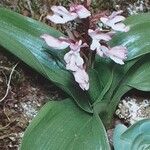 Orchis canariensis